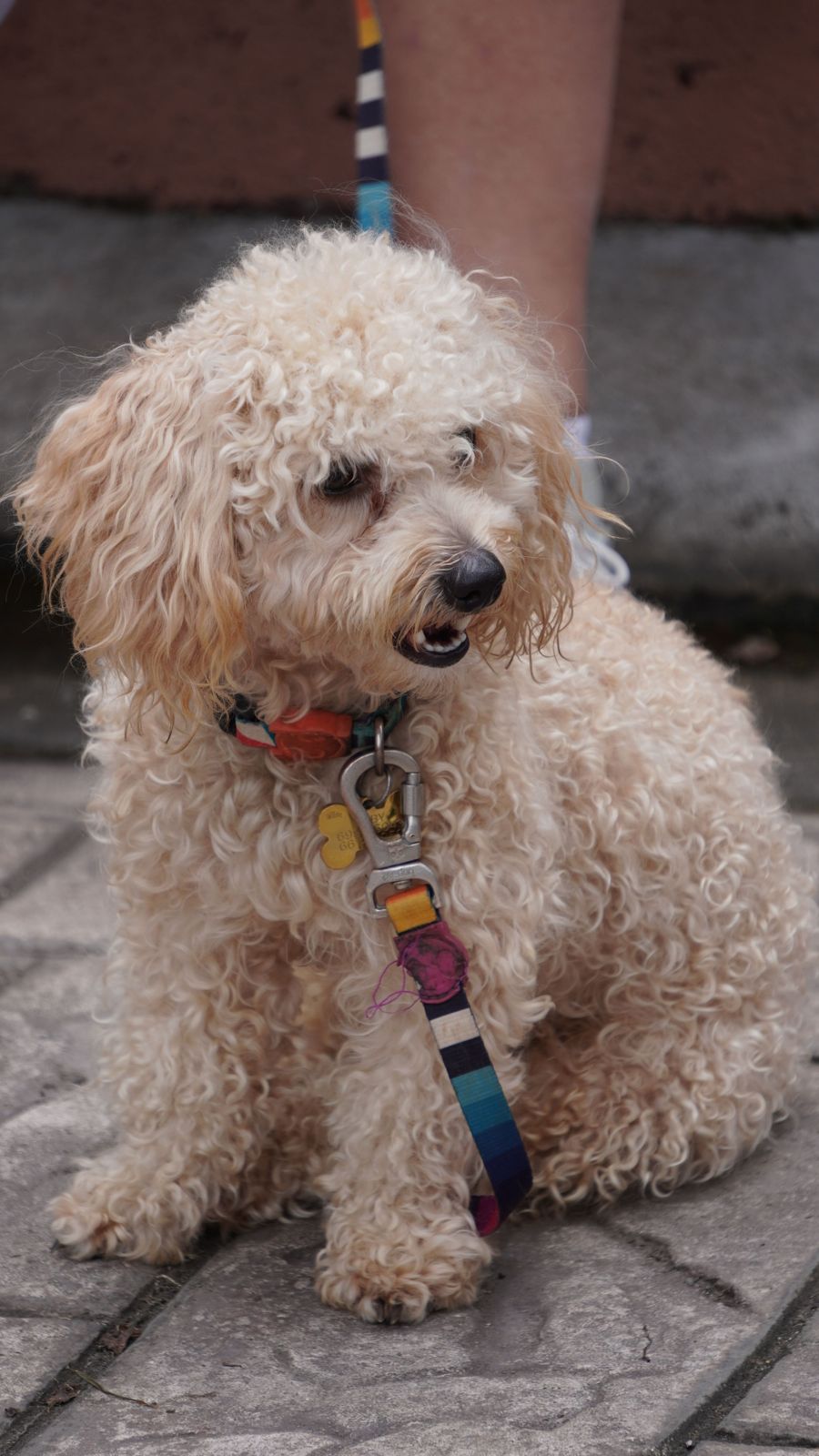 Dog on a lead ready to go out