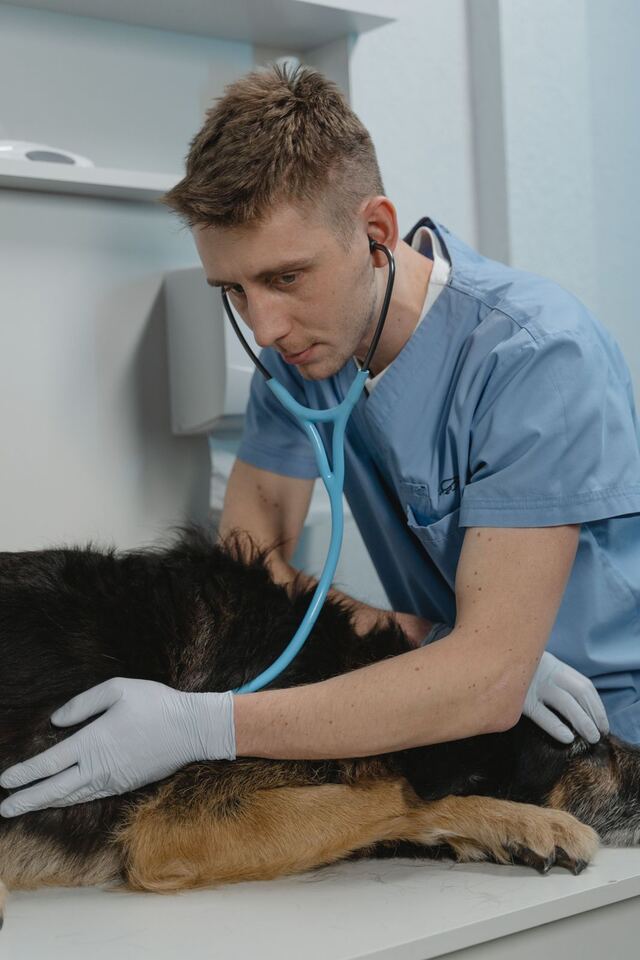 Vet examining a German Shepherd on the table